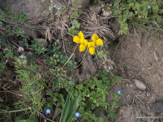 lle del Simeto-24-02-2013 12-08-08